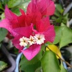 Bougainvillea spectabilis Blomst