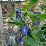 Clitoria ternatea Flor