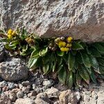 Senecio violifolius 整株植物