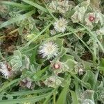 Mesembryanthemum crystallinum Žiedas
