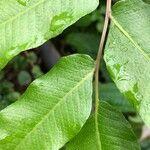 Thelypteris reticulata Лист