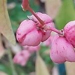 Euonymus hamiltonianus Frucht