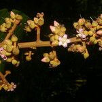 Parathesis cartagoana Flor