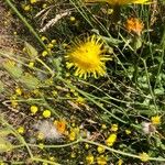 Sonchus arvensisBlomma