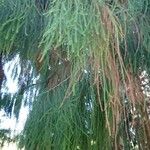 Dacrydium cupressinum List