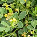 Medicago minima Blatt