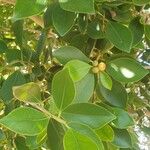 Ficus rubiginosa Folha