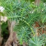 Juniperus formosana Leaf