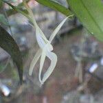 Angraecum angustipetalum Цвят
