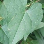 Ipomoea rubriflora Hoja