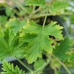 Pelargonium graveolens Leaf