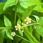 Galinsoga parviflora Кветка