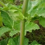 Heracleum sosnowskyi Rhisgl