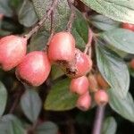 Cotoneaster franchetii ফল