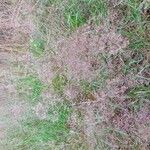 Agrostis capillaris 叶