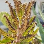 Kalanchoe daigremontiana Flower