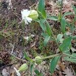 Silene latifoliaFlower