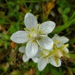 Parnassia palustrisКвітка