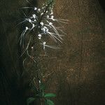Orthosiphon aristatus Цветок