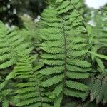 Arthropteris orientalis Leaf