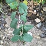 Cotoneaster integerrimus Blad