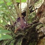 Pleopeltis polypodioides 樹皮