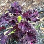 Plectranthus scutellarioides Yaprak