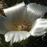 Mentzelia involucrata Flower