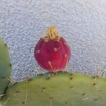 Opuntia robusta Fruit