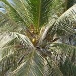 Cocos nucifera Hostoa