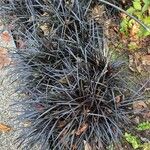 Ophiopogon planiscapus 葉