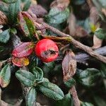 Cotoneaster microphyllus Gyümölcs