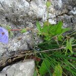 Erodium gruinum برگ