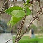 Lonicera maackii Folha