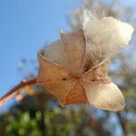 Cochlospermum regium Fruit