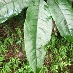 Oxydendrum arboreum Leaf