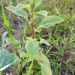 Amaranthus powellii 整株植物