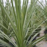 Cordyline indivisa অভ্যাস