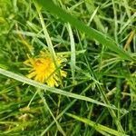 Taraxacum officinaleFiore