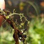 Utricularia minor Leaf