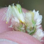 Pseudognaphalium ramosissimum Flower