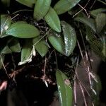Pleurothallis pruinosa Flower