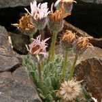 Erigeron vagus Hábito