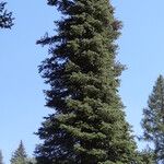 Abies lasiocarpa موطن