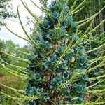 Puya alpestris 花