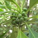 Tetrorchidium rotundatum Fruit