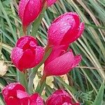 Hesperantha coccinea Flower