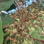 Miconia elata 果實