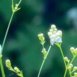 Galium aristatum Kvet