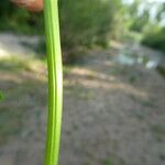 Valeriana officinalis Casca
